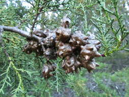 Cupressus goveniana var. abramsiana (C. B. Wolf) Little resmi