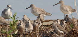 Image of Short-billed Dowitcher