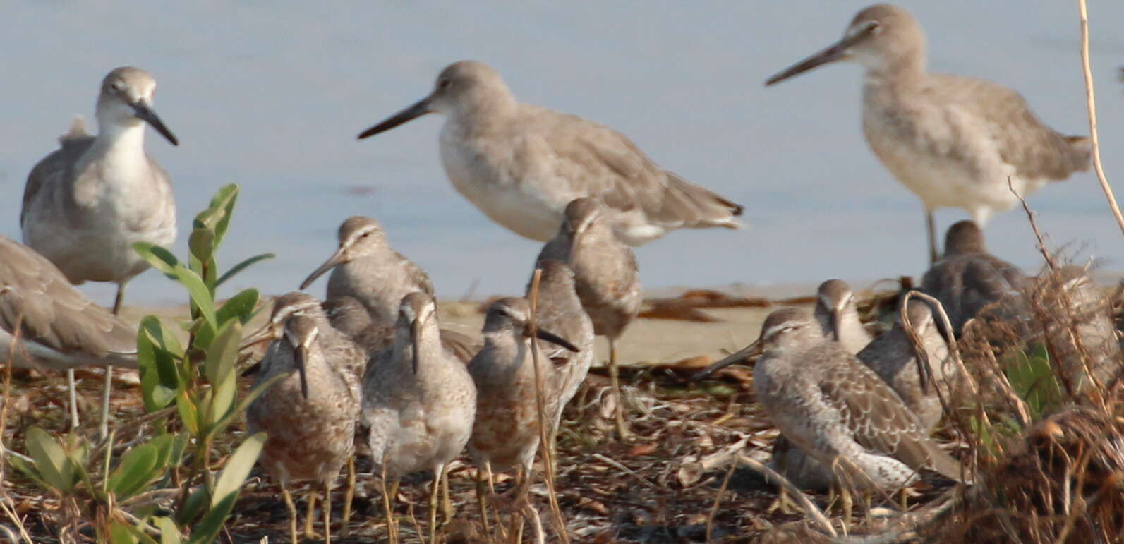 Image of Short-billed Dowitcher