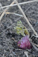 Image of purplestem angelica