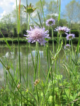 Слика од Knautia arvensis (L.) Coulter