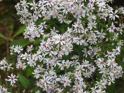 Image of common blue wood aster