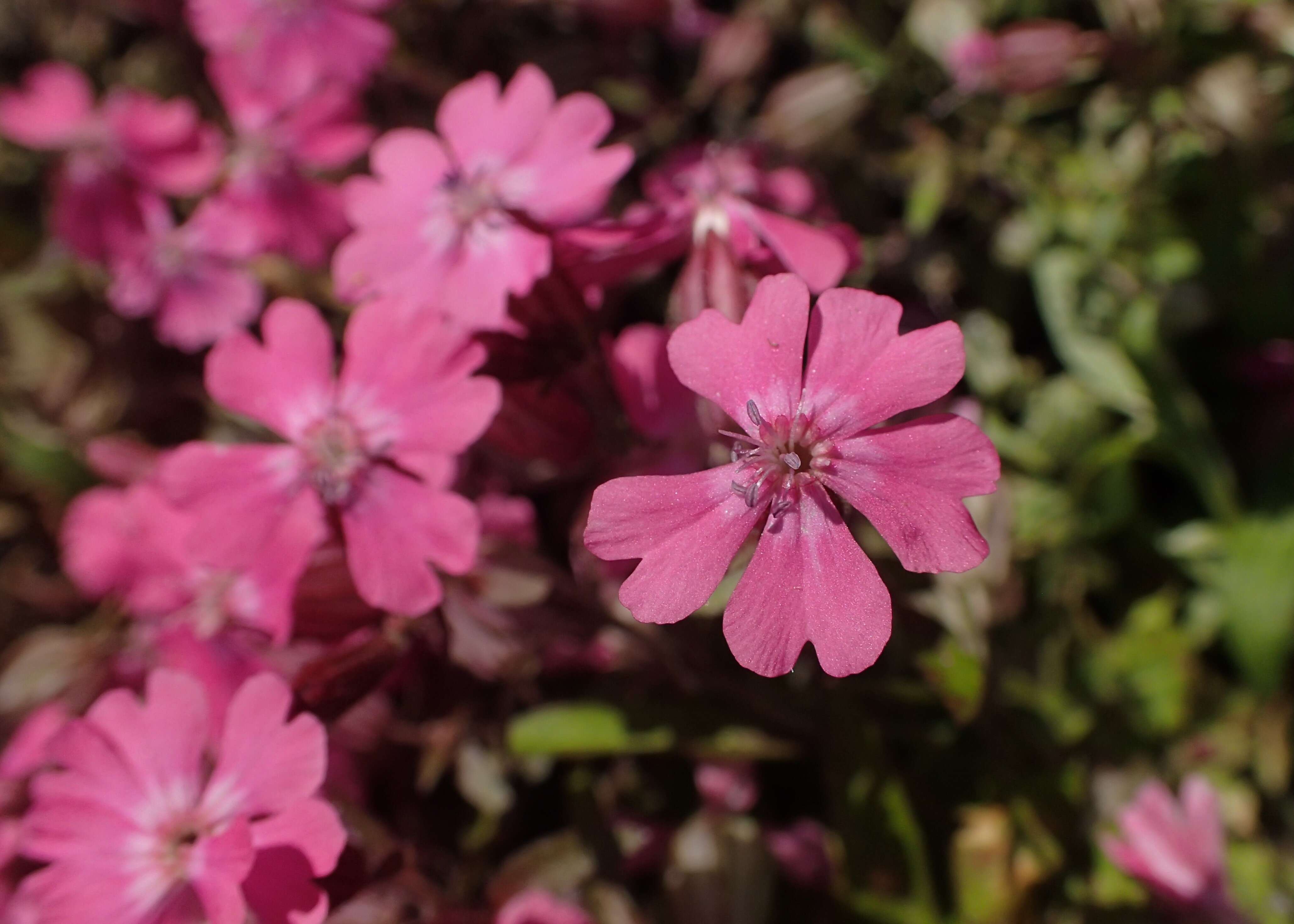 Image of nodding catchfly