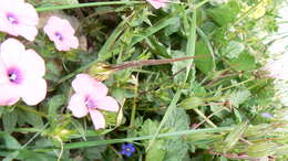 Image of flax