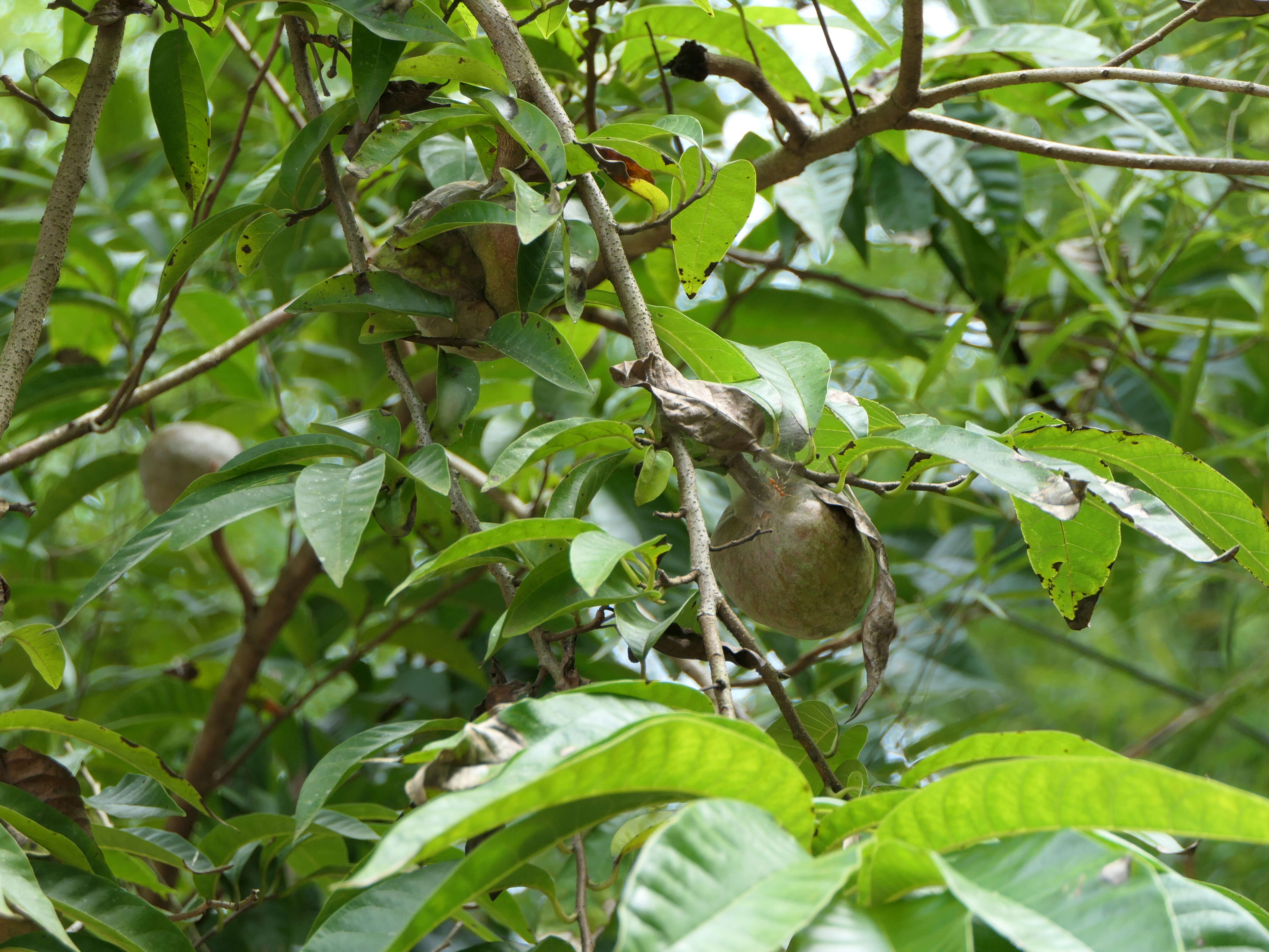 Image of custard apple