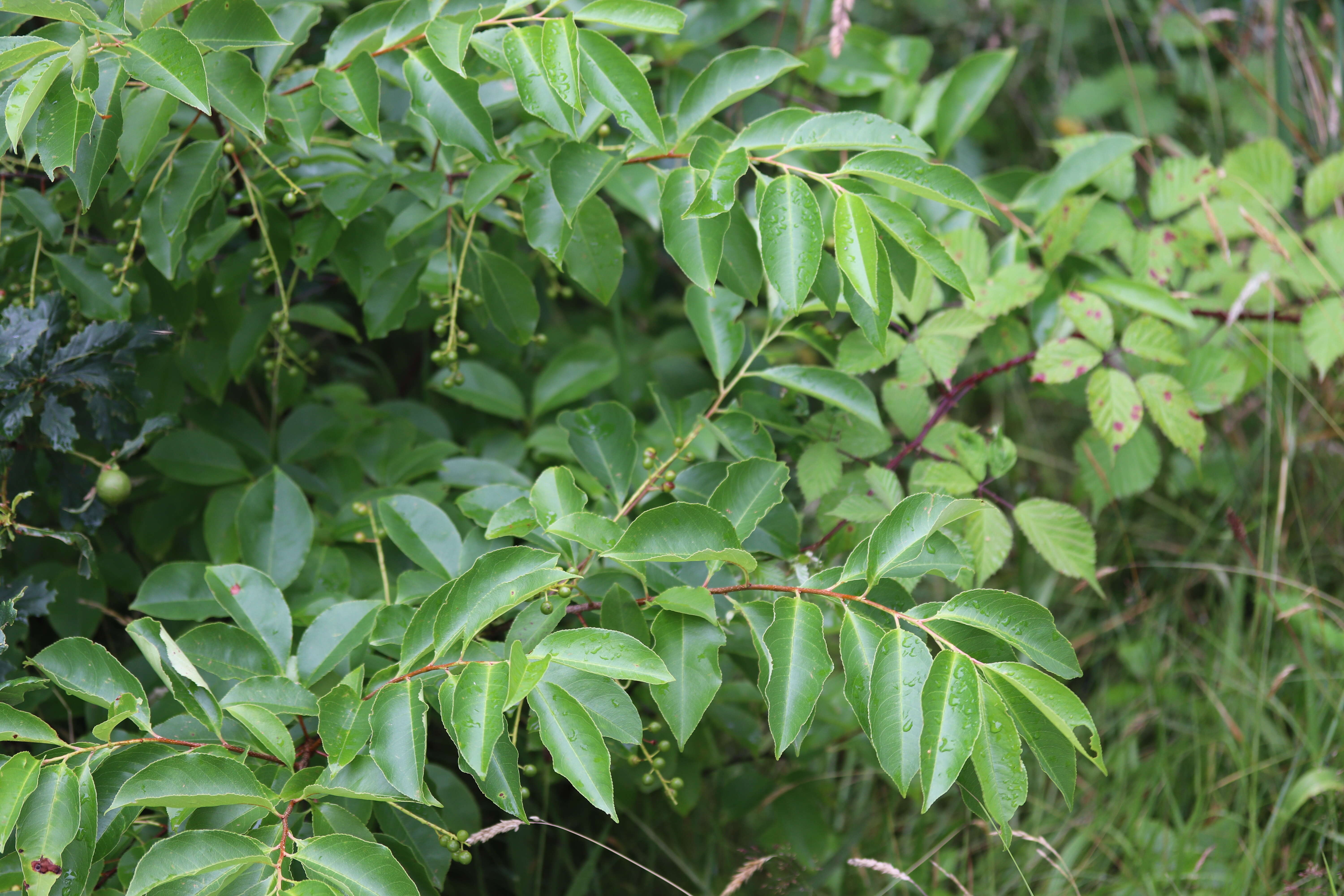 Image of black cherry