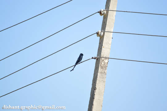 Image of Black Drongo