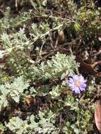 Olearia astroloba N. S. Lander & N. G. Walsh resmi