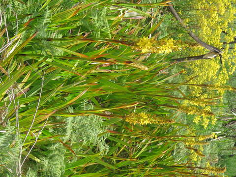 Image of Wachendorfia thyrsiflora Burm.