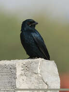 Image of Black Drongo