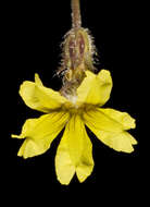 Image of Goodenia berardiana (Gaud.) R. C. Carolin