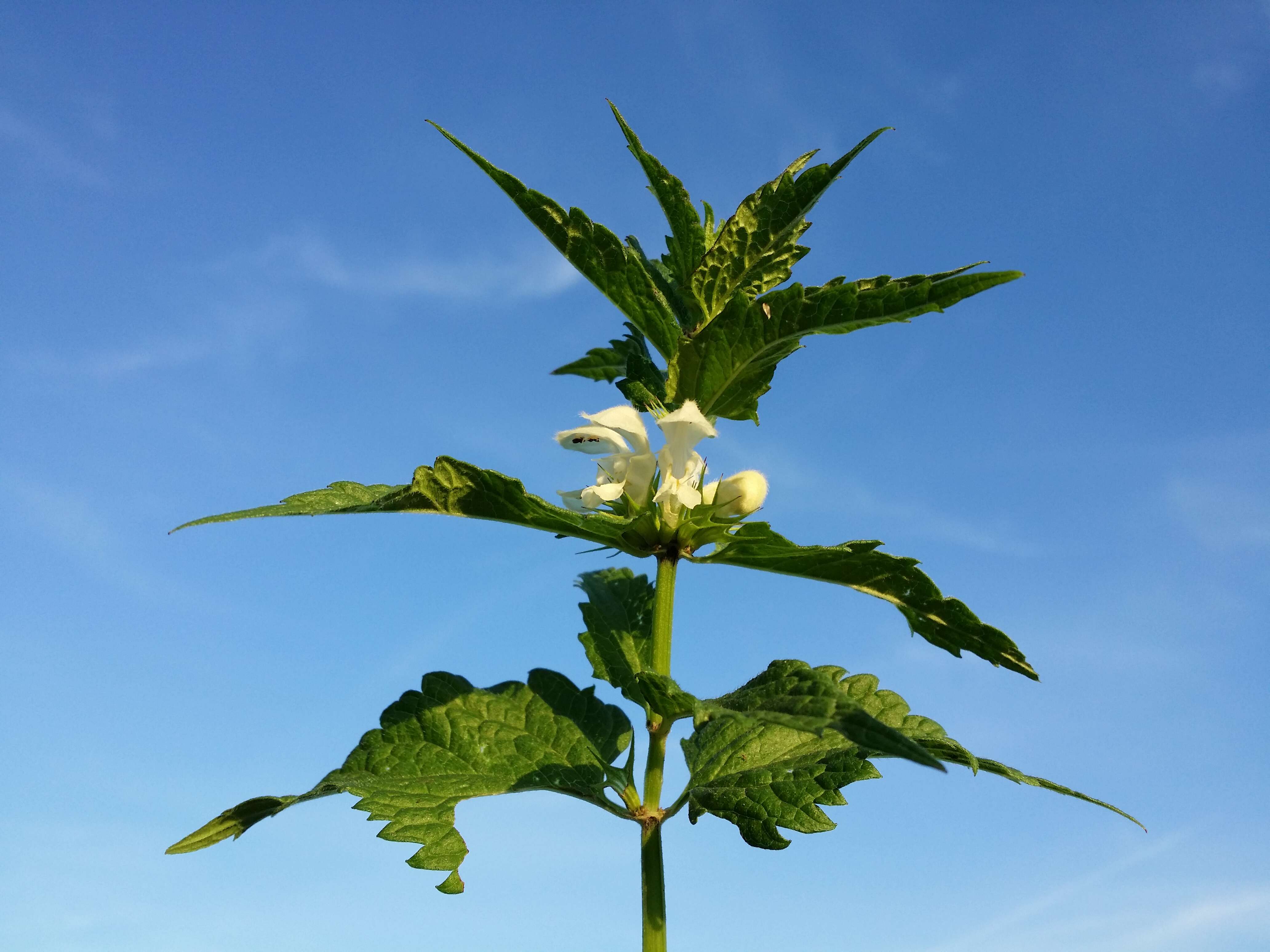 Image of white deadnettle