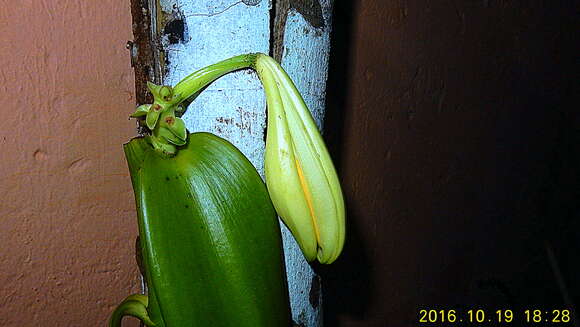 Image of West Indian vanilla