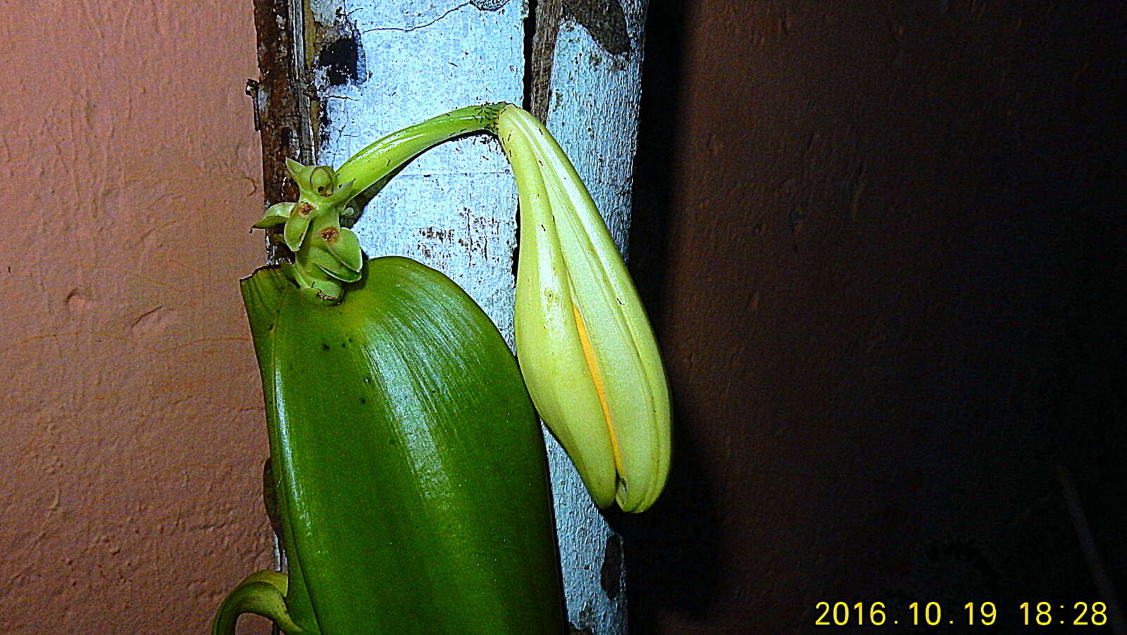 Image of West Indian vanilla