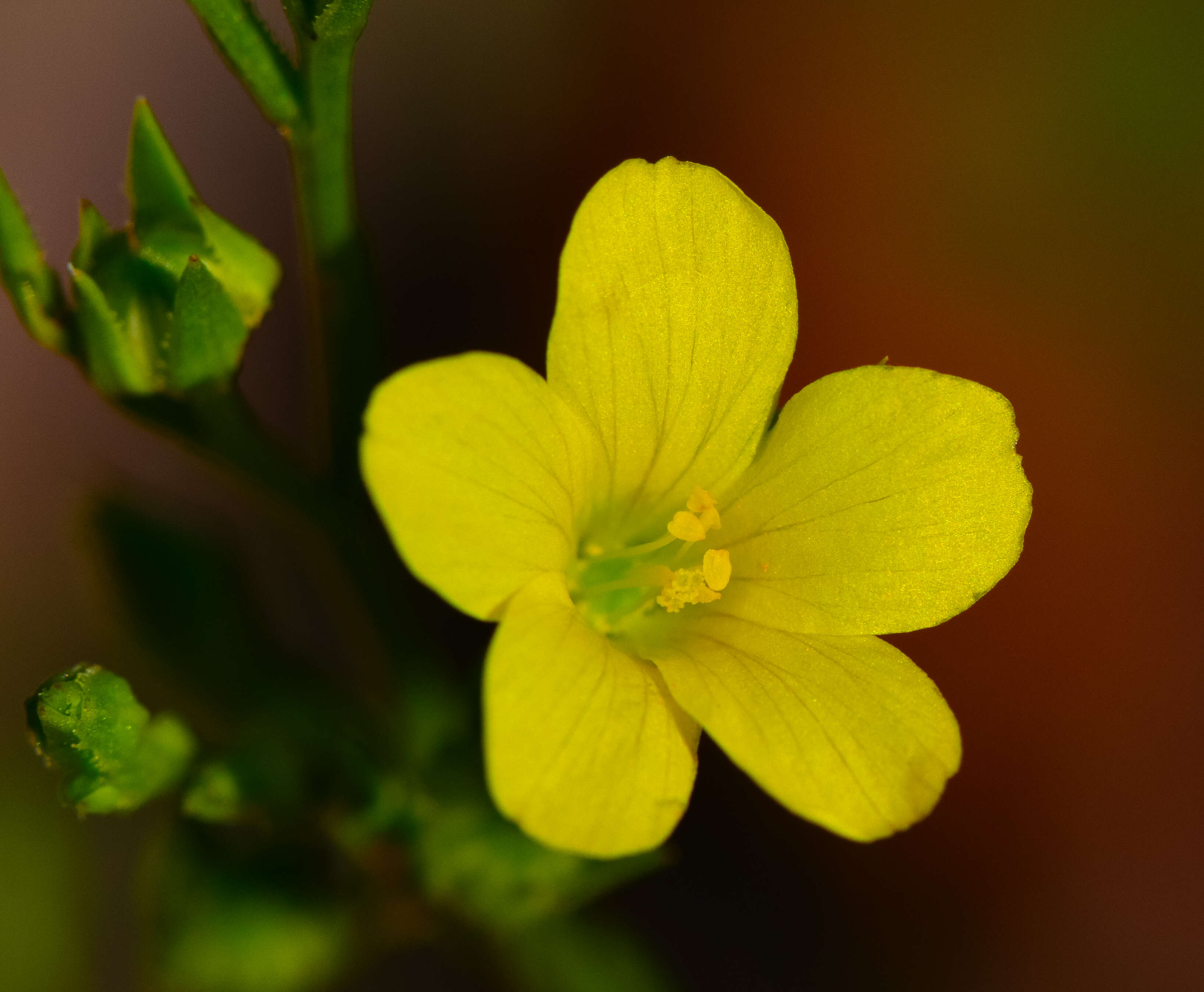 Image of grooved flax