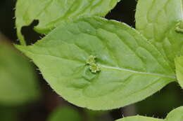 Helwingia japonica (Thunb. ex Murray) F. G. Dietrich resmi