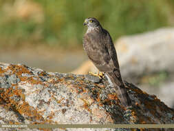 Image of Eurasian Sparrowhawk