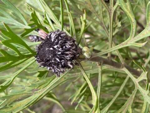 Imagem de Isopogon anemonifolius (Salisb.) Knight