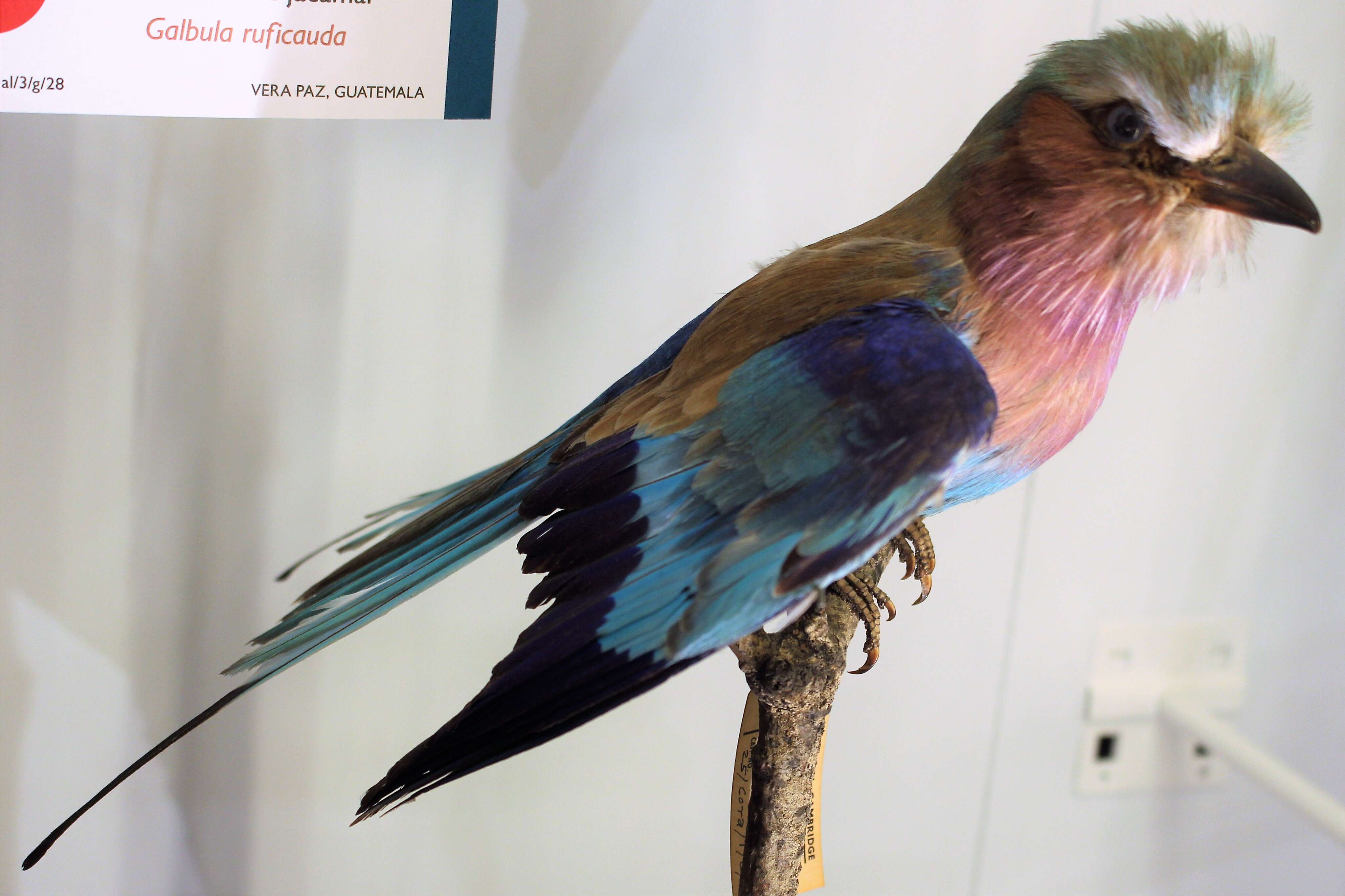 Image of Lilac-breasted Roller