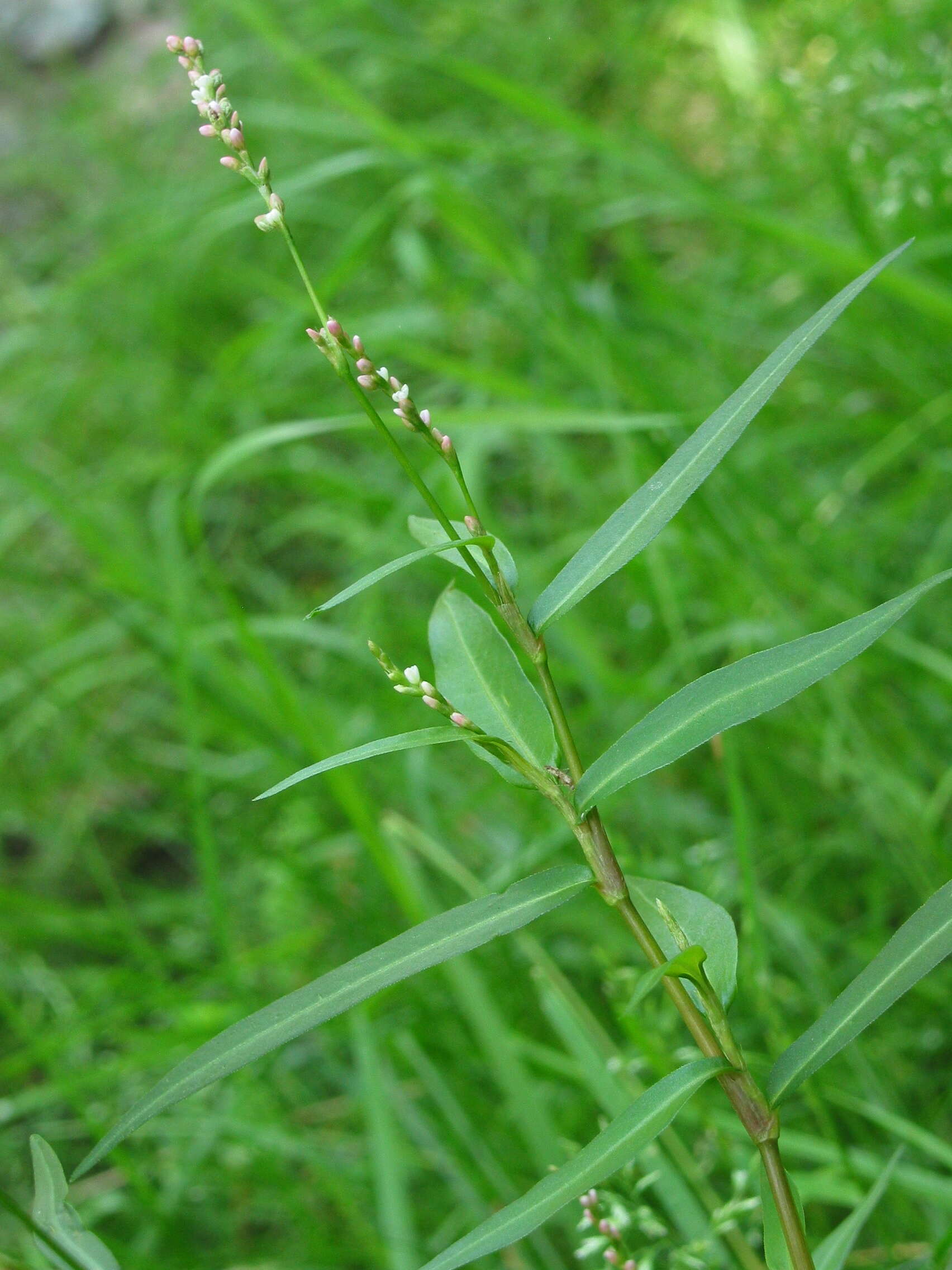 Image of Pygmy Smartweed