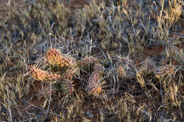 Image of Panhandle Prickly-pear