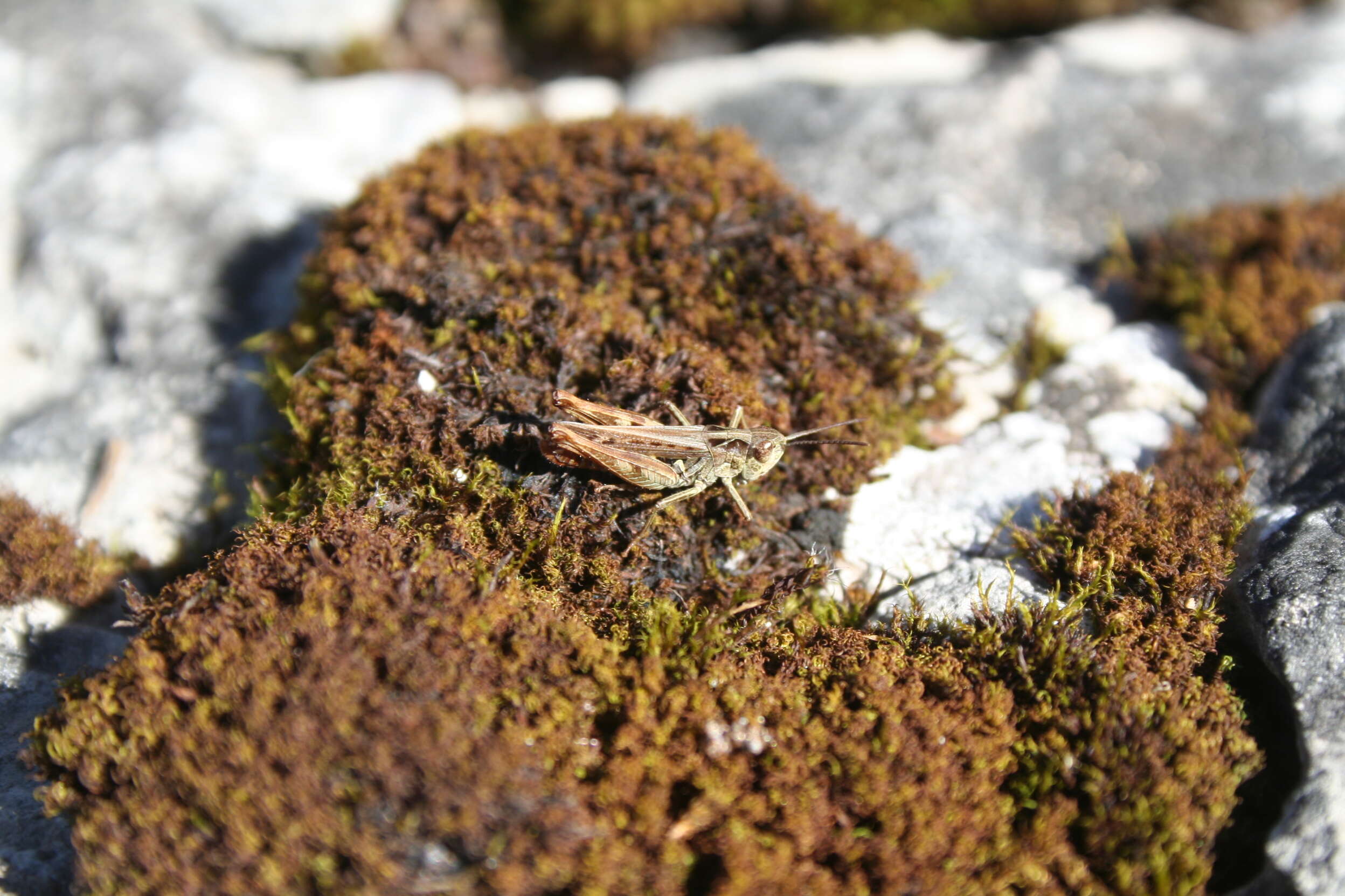 Image of Common Field Grasshopper