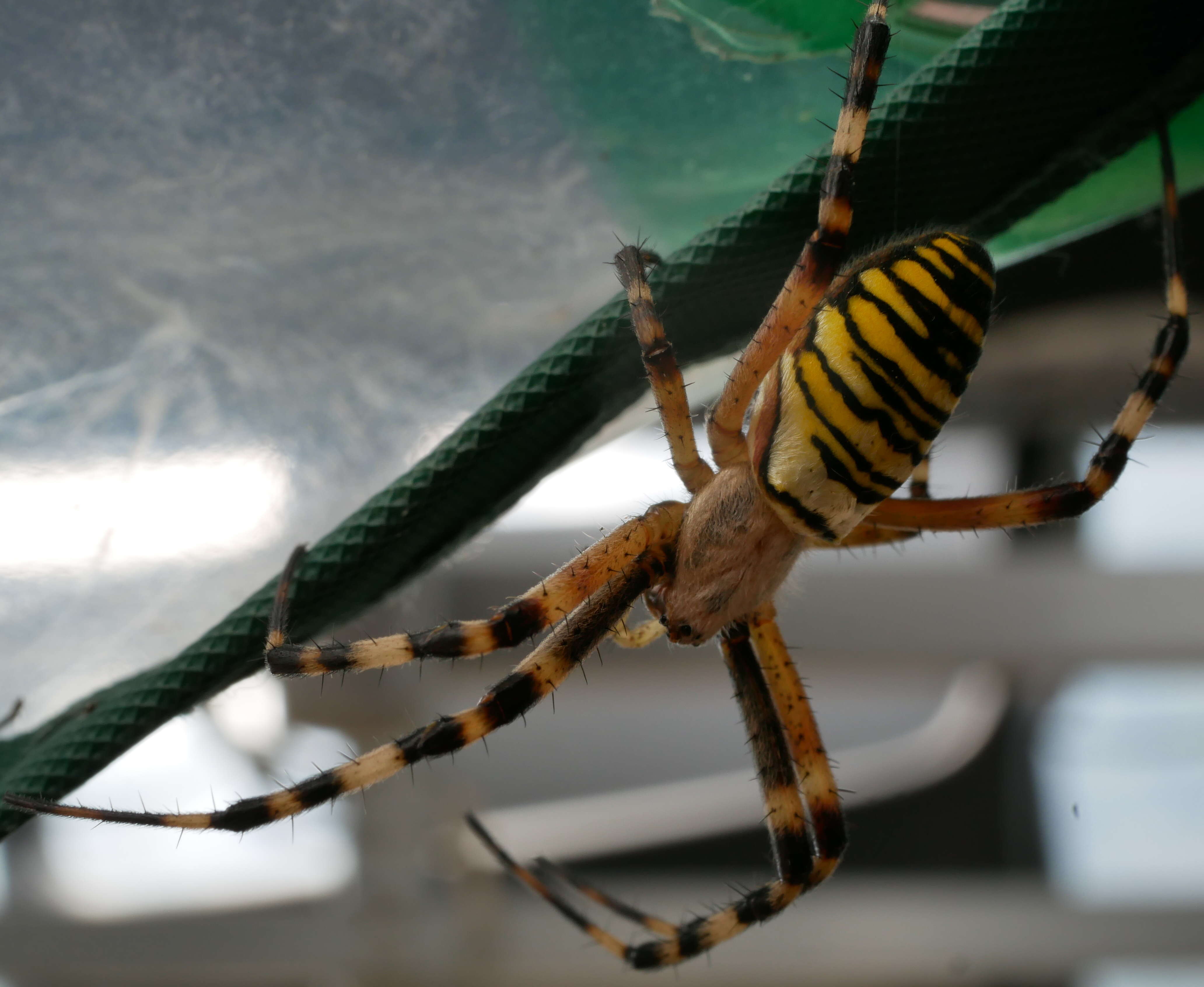 Image of Barbary Spider