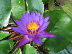 Image of blue star water-lily