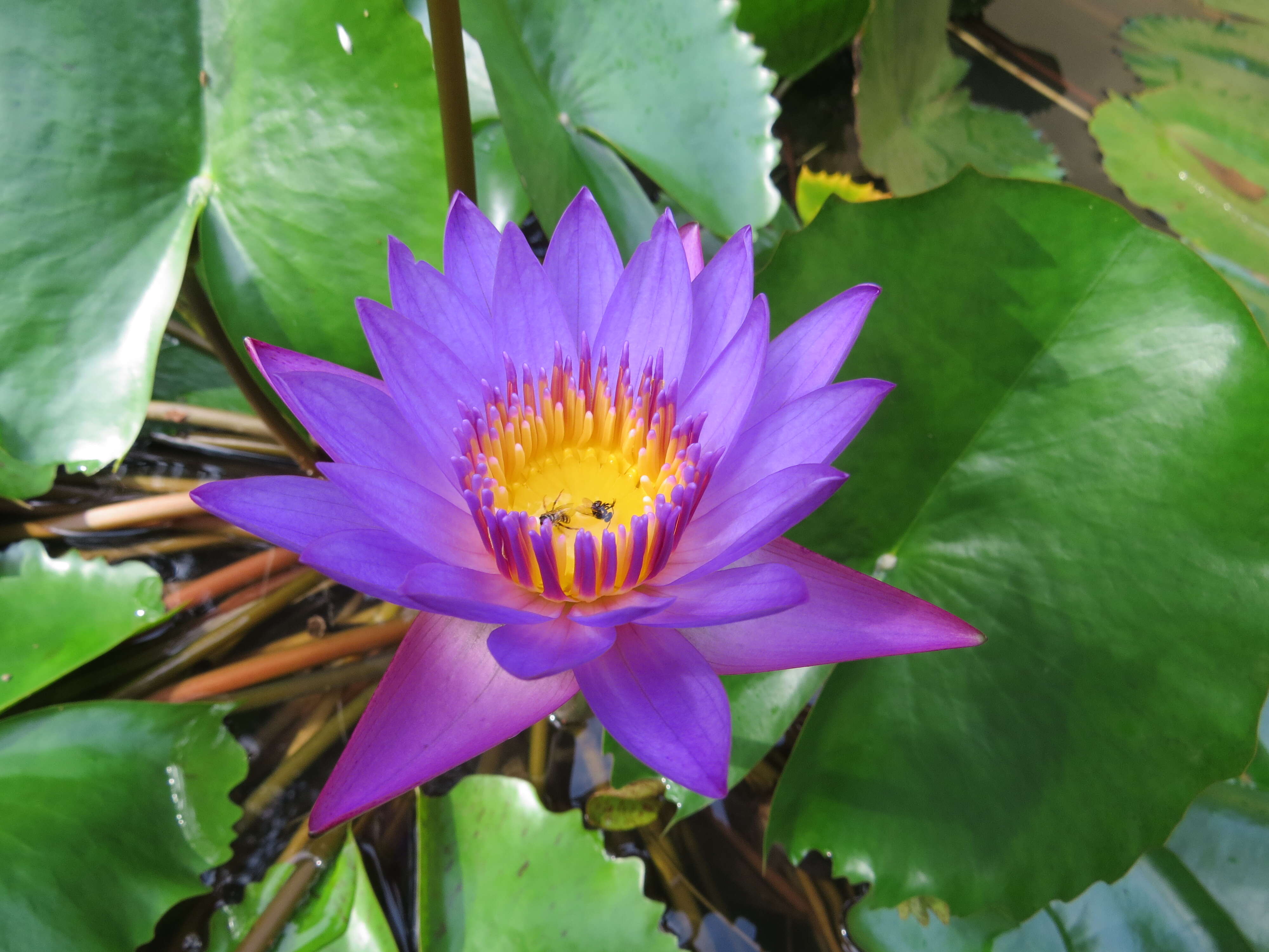 Image of blue star water-lily