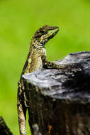 Image of Okinawa Tree Lizard