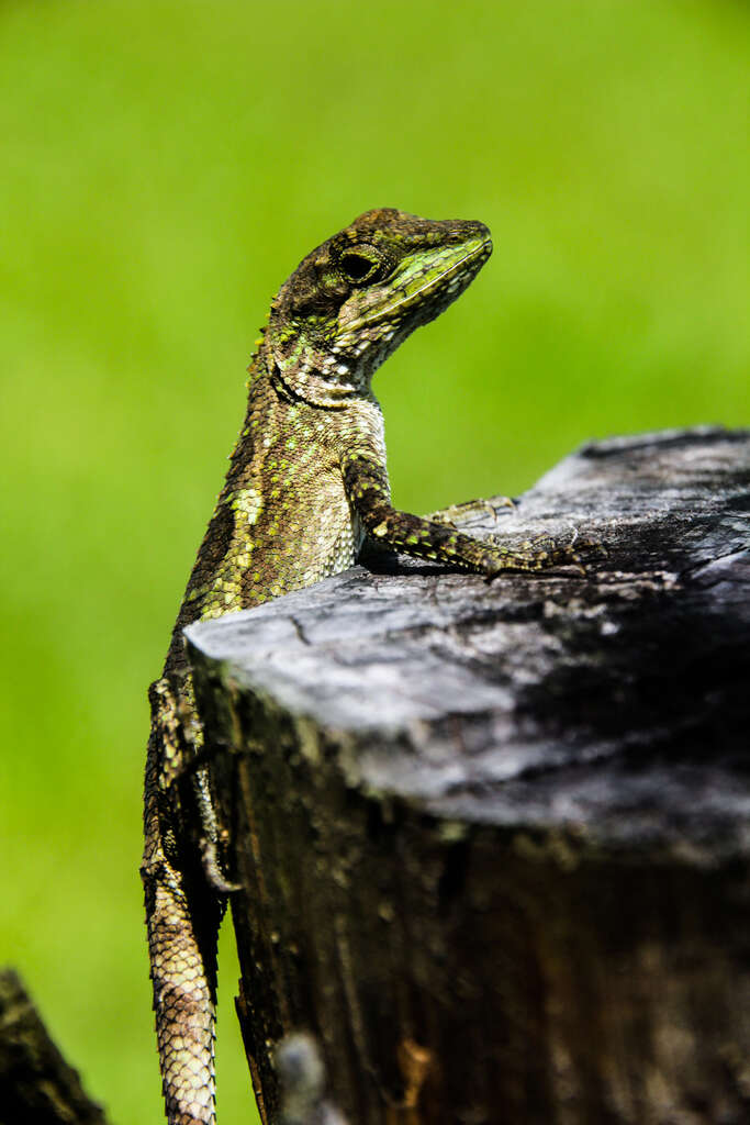 Image of Okinawa Tree Lizard