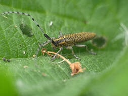 Image of Agapanthia (Epoptes) villosoviridescens (Degeer 1775)