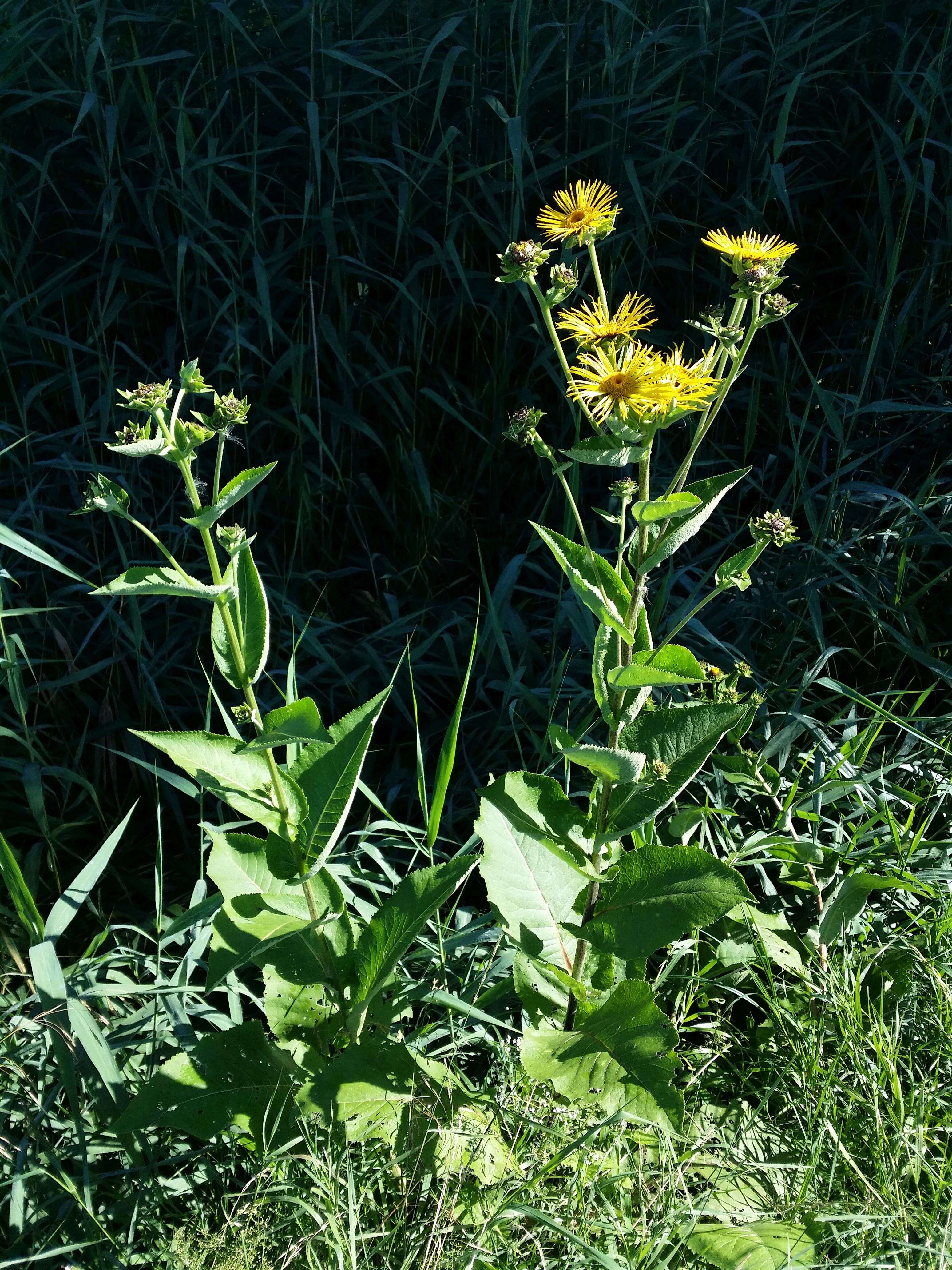 Image of Elecampane