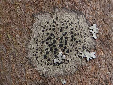 Image of lecidella lichen