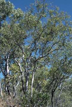 Image of Corymbia jacobsiana (Blakely) K. D. Hill & L. A. S. Johnson