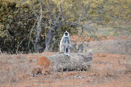 صورة Semnopithecus priam Blyth 1844