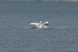 Image of Dalmatian Pelican