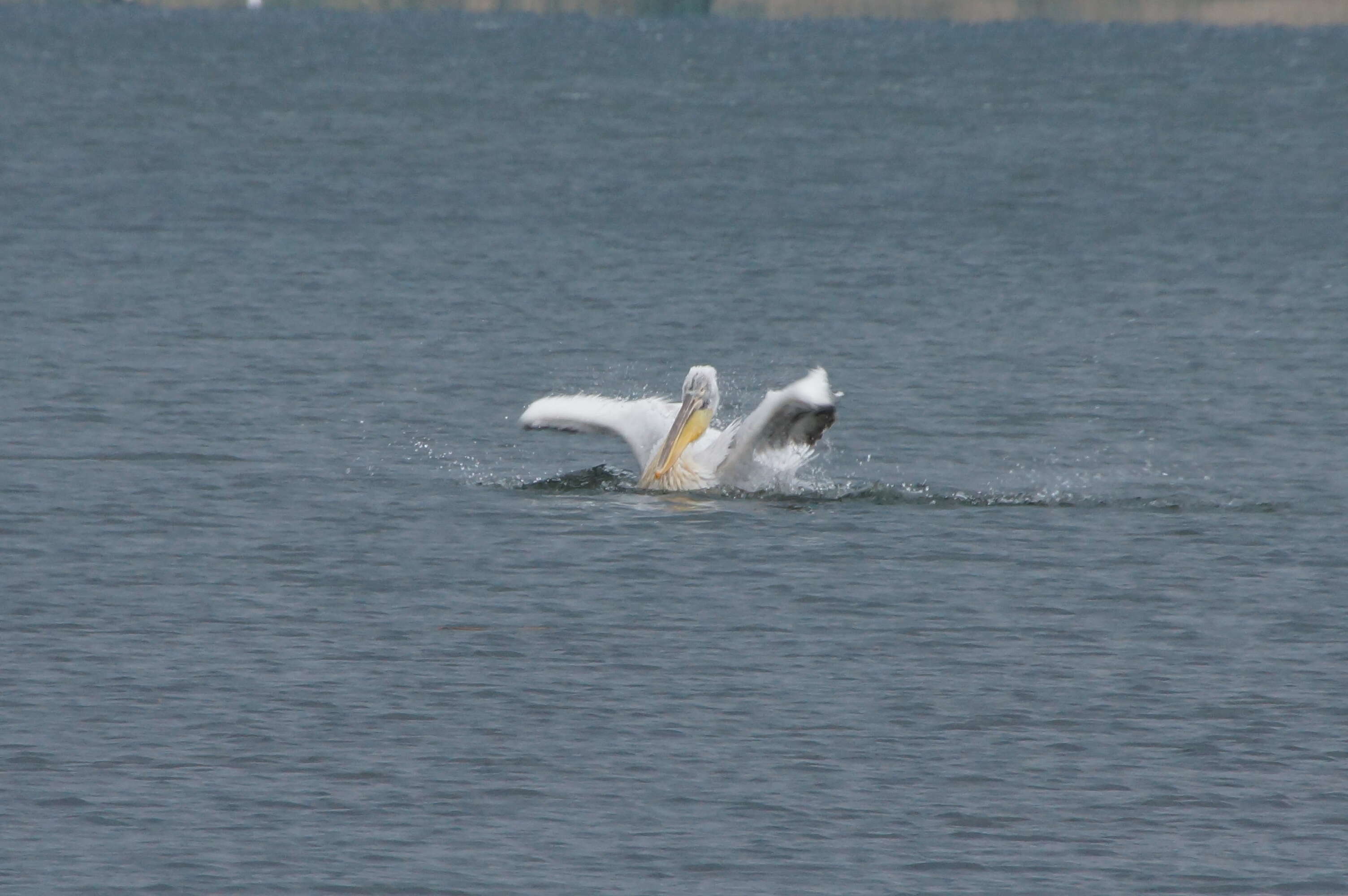 Image of Dalmatian Pelican