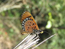 Image of Acraea terpsicore