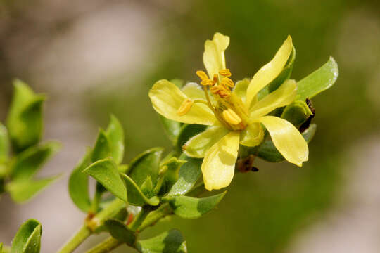 Image of creosote bush