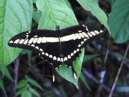 Image of Thoas Swallowtail