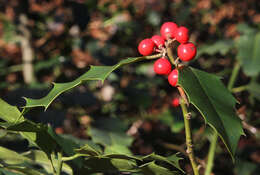 Image of English holly