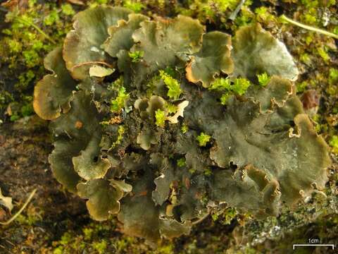 Image of felt lichen