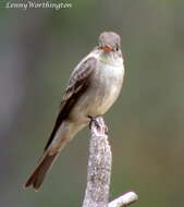 Image of Greater Pewee