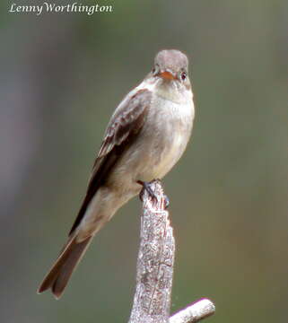 Image of Greater Pewee