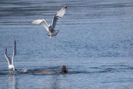 Image of northerns sea lions