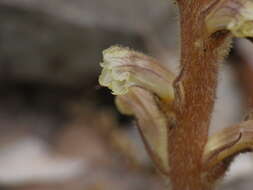 Image of ivy broomrape