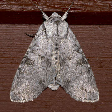 Image of Piney Moth