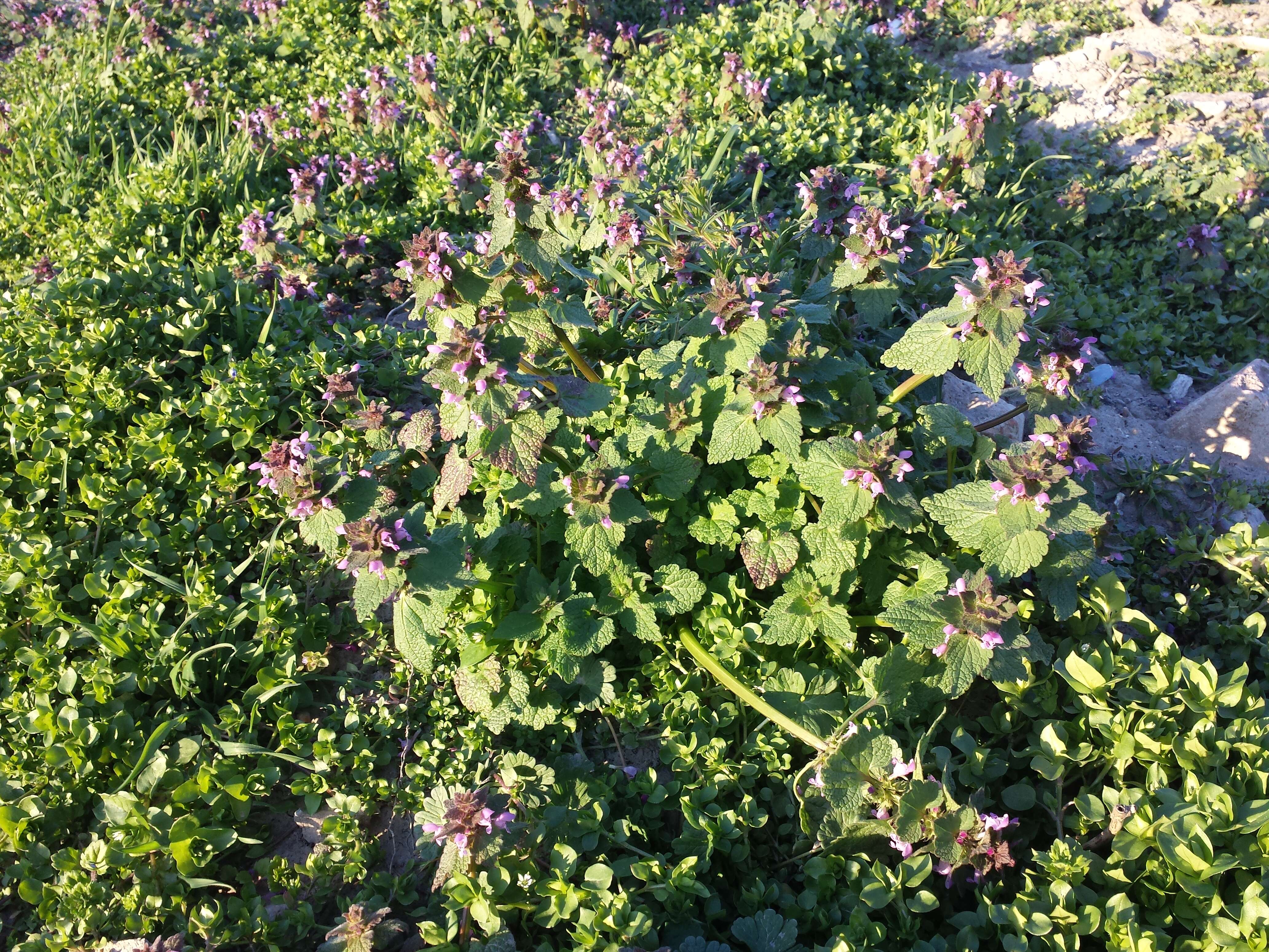 Image of purple archangel