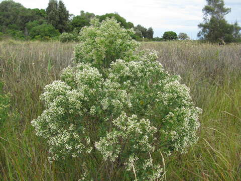 Image of Groundsel Bush